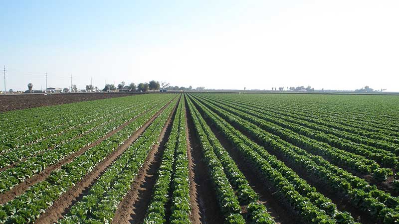 01_Agriculture